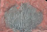 x Scyphocrinites Crinoid Plate - Morocco #22847-4